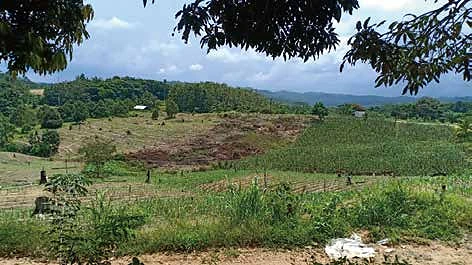 アグロフォレストリーを進める農地