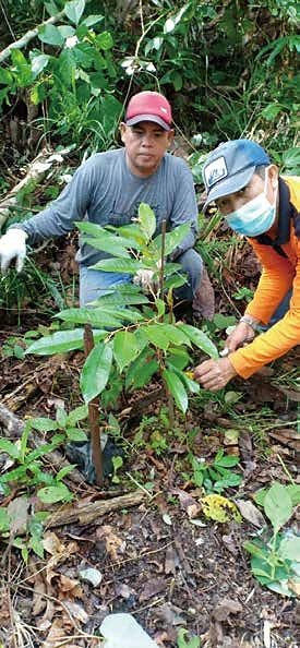 ウリンの苗木を植え付ける作業