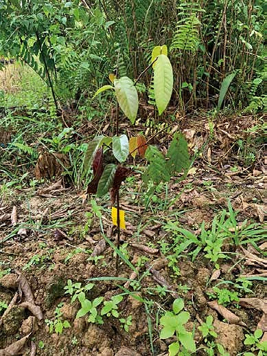 土に植えられた小さなウリンの苗木